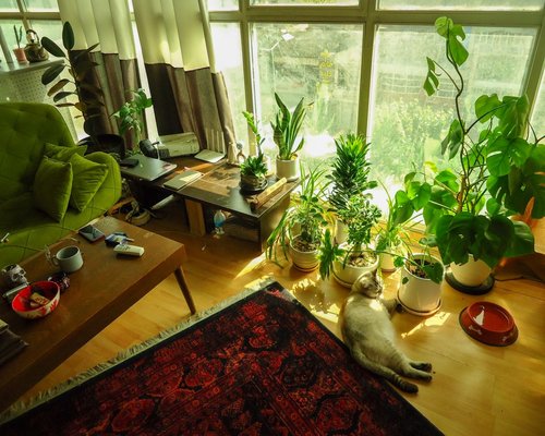 Cozy apartment interior with sunlight and houseplants